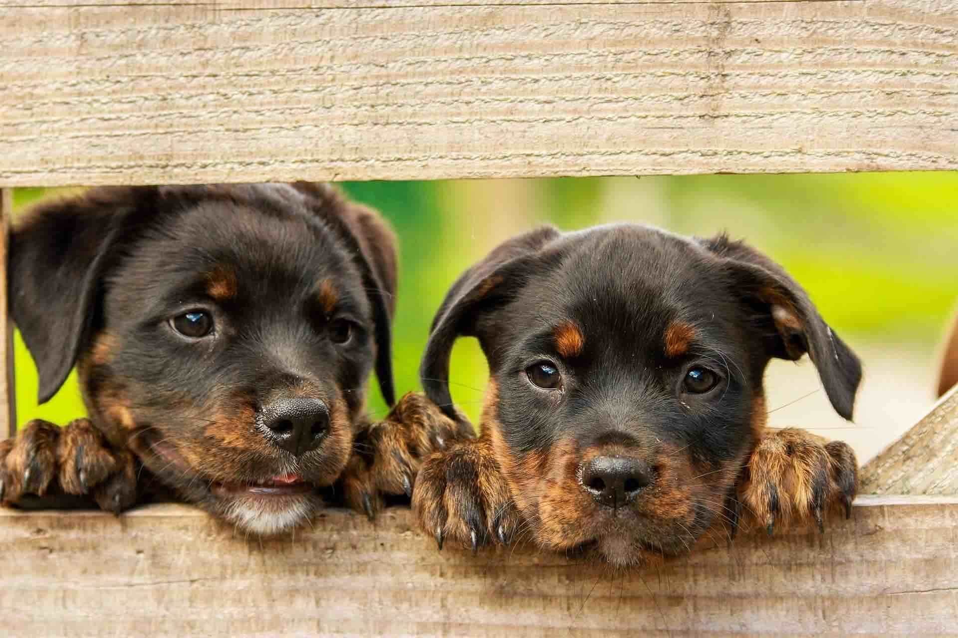 2 cuccioli di rottweiler
