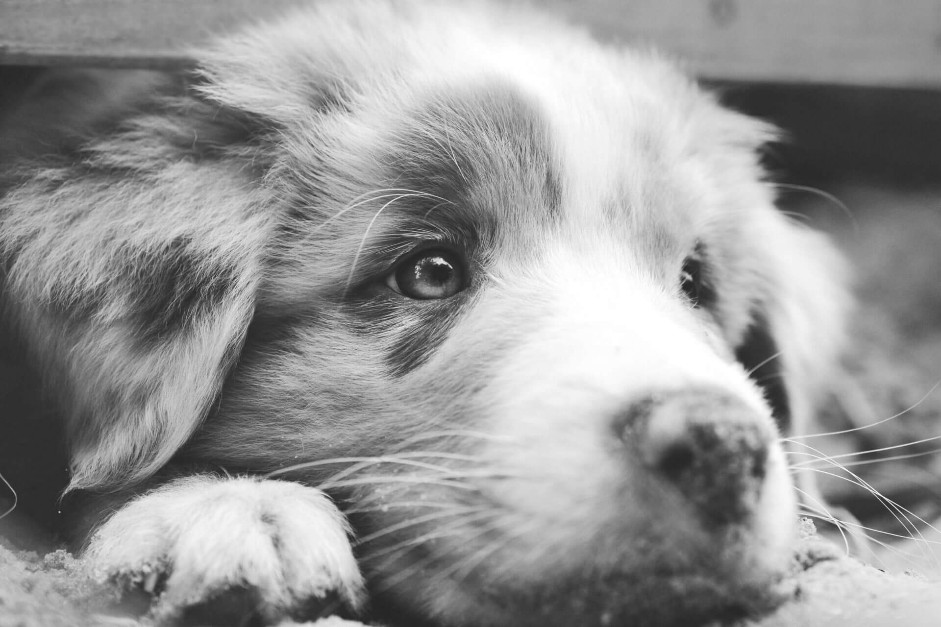 cucciolo pastore australiano - Come vedono i cani i colori e al buio- la vista del cane