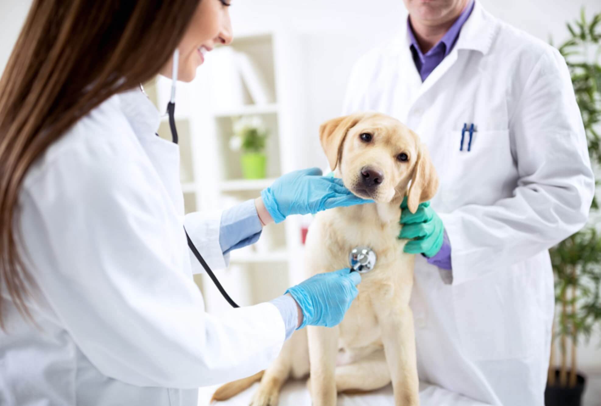 veterinario che vista un cane di razza labrador
