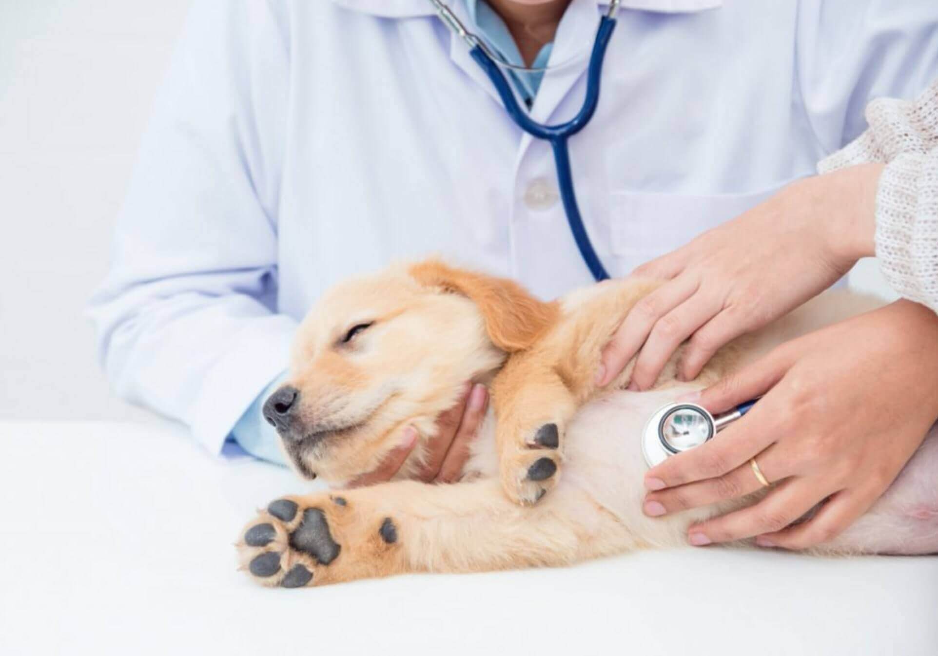 prendersi cura di un cane e della sua salute dal veterinario