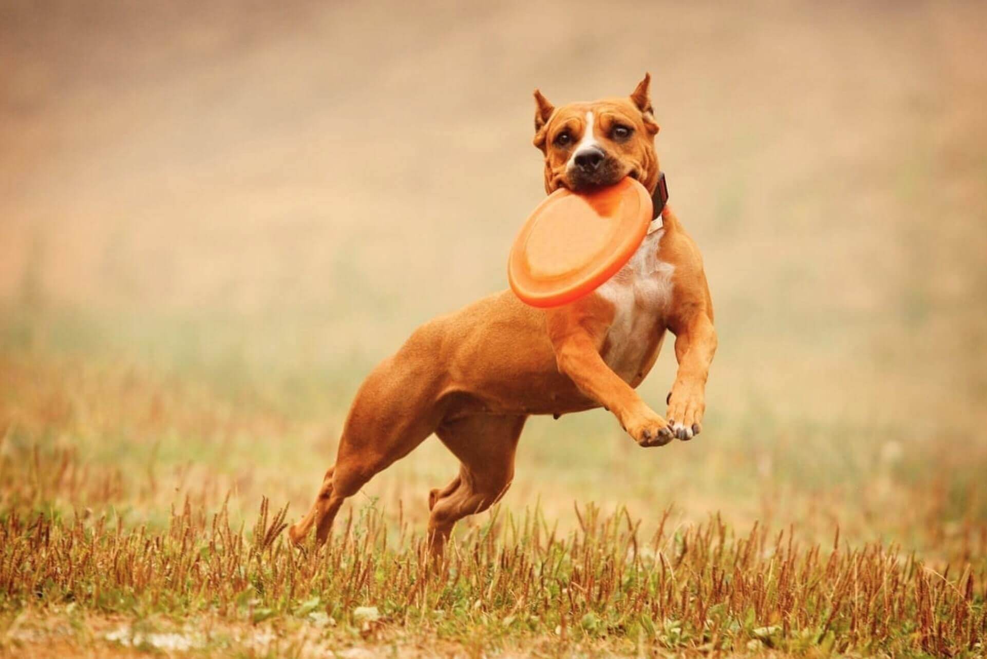 pitbull che corre con frisbee in bocca - i migliori giochi per cani su amazon