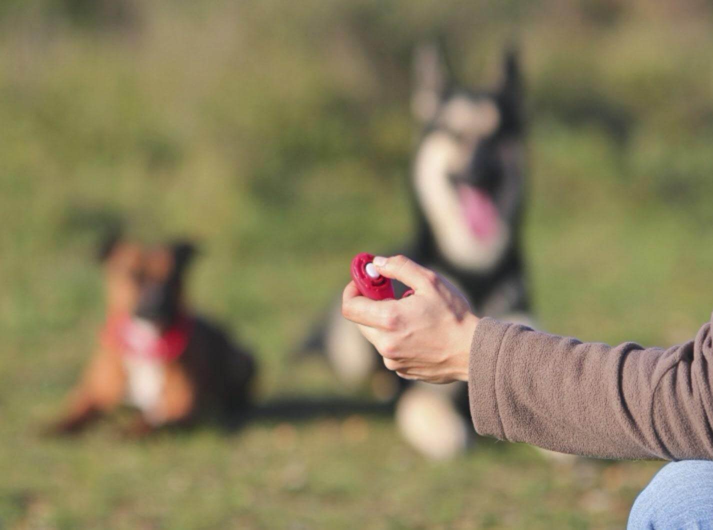 come addestrare un cane o un cucciolo con il clicker e il rinforzo positivo addestramento cani