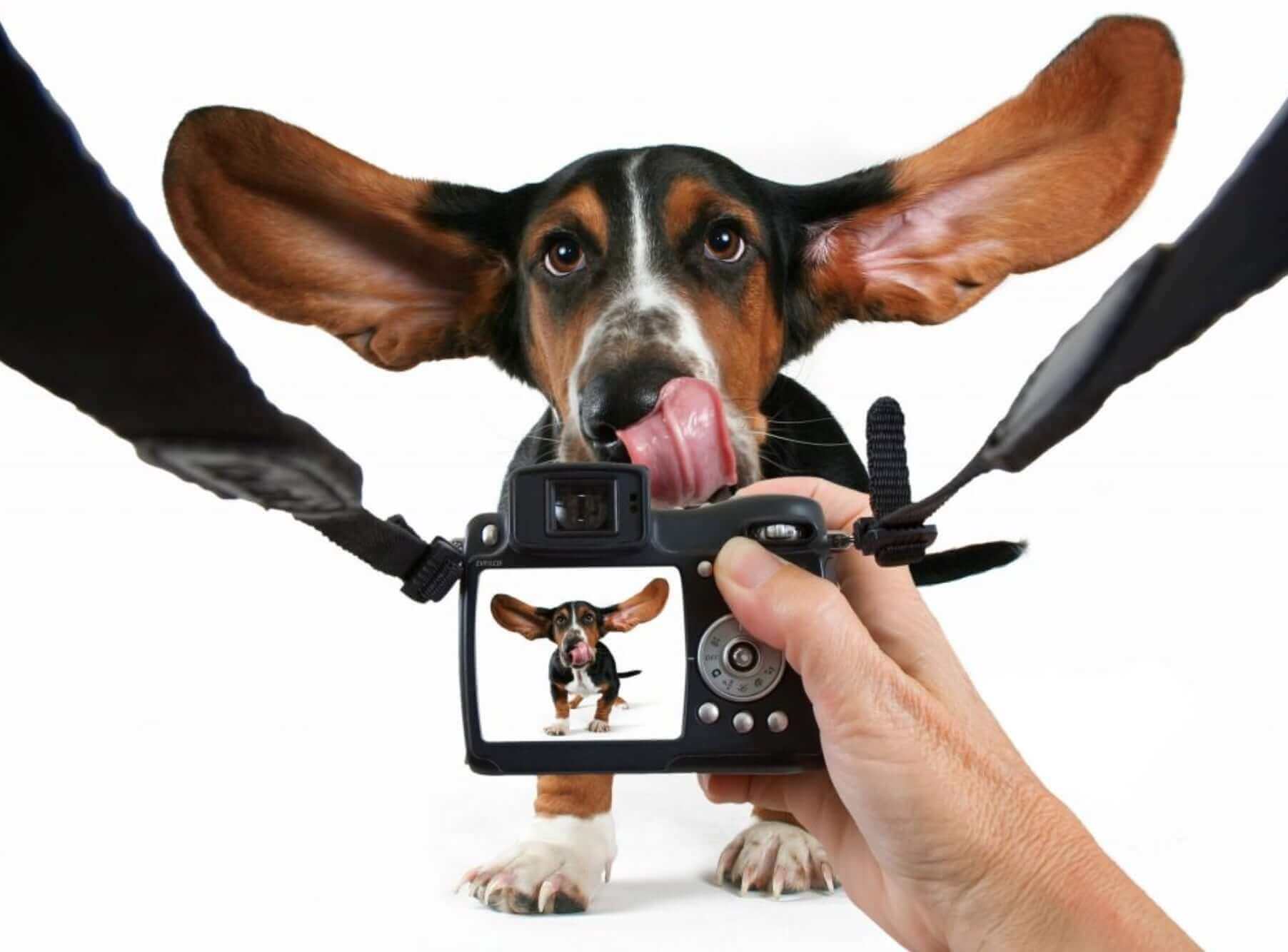 Собака с видеокамерой