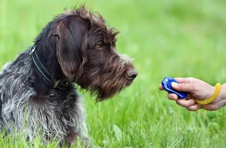 come addestrare un cane o un cucciolo con il clicker e il rinforzo positivo addestramento cani