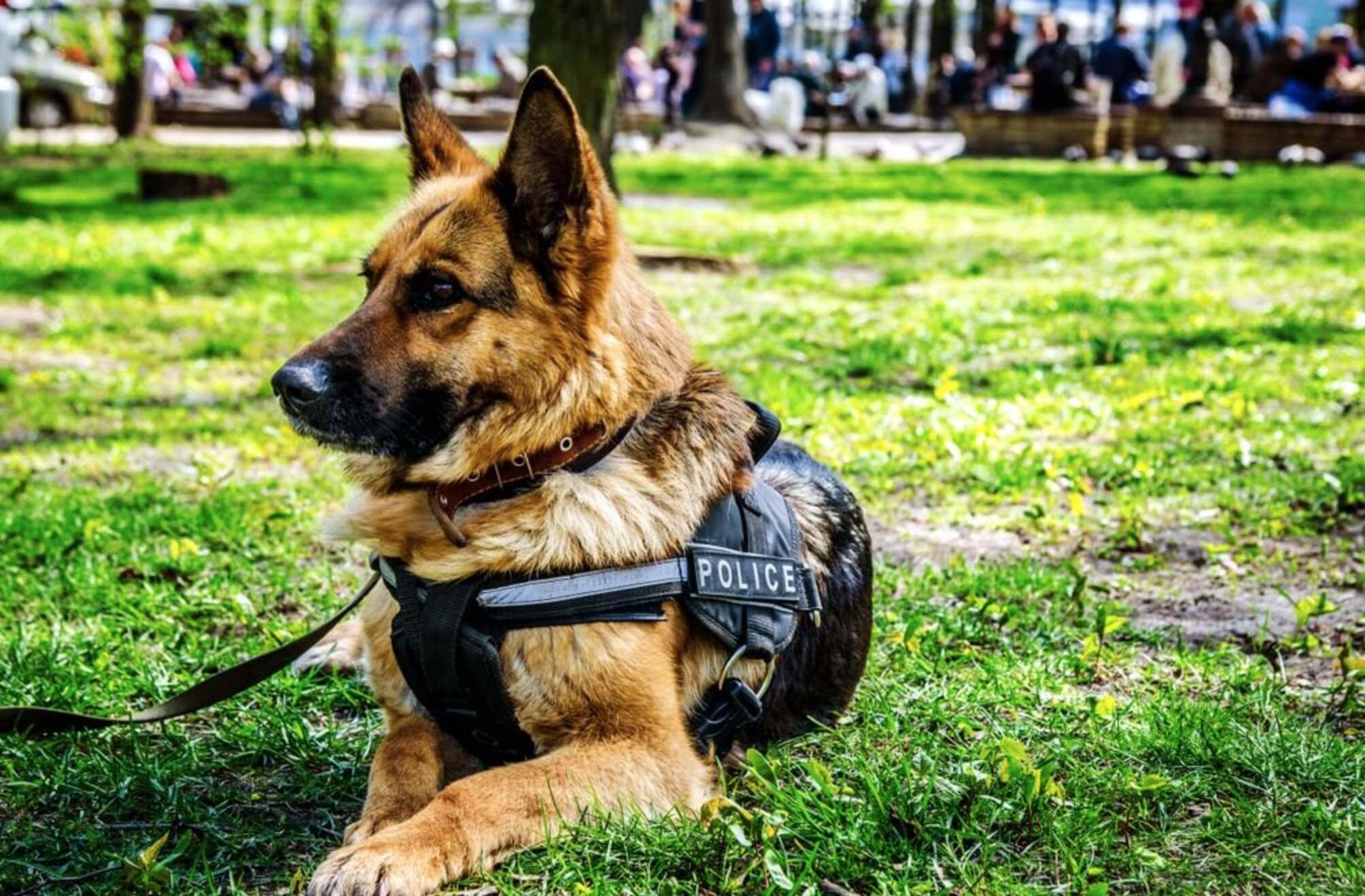 pastore tedesco cane poliziotto sdraiato su un prato