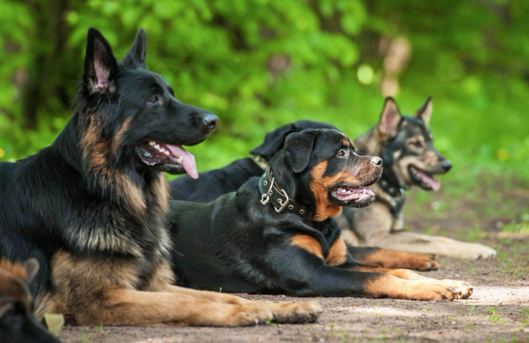 addestramento cane addestrare un cane cani da guarda durante corso di obedience.