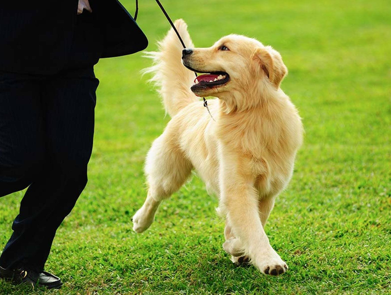 addestrare un cane addestramento cani golden retriever che cammina con il guinzaglio cu un prato verde con il padrone