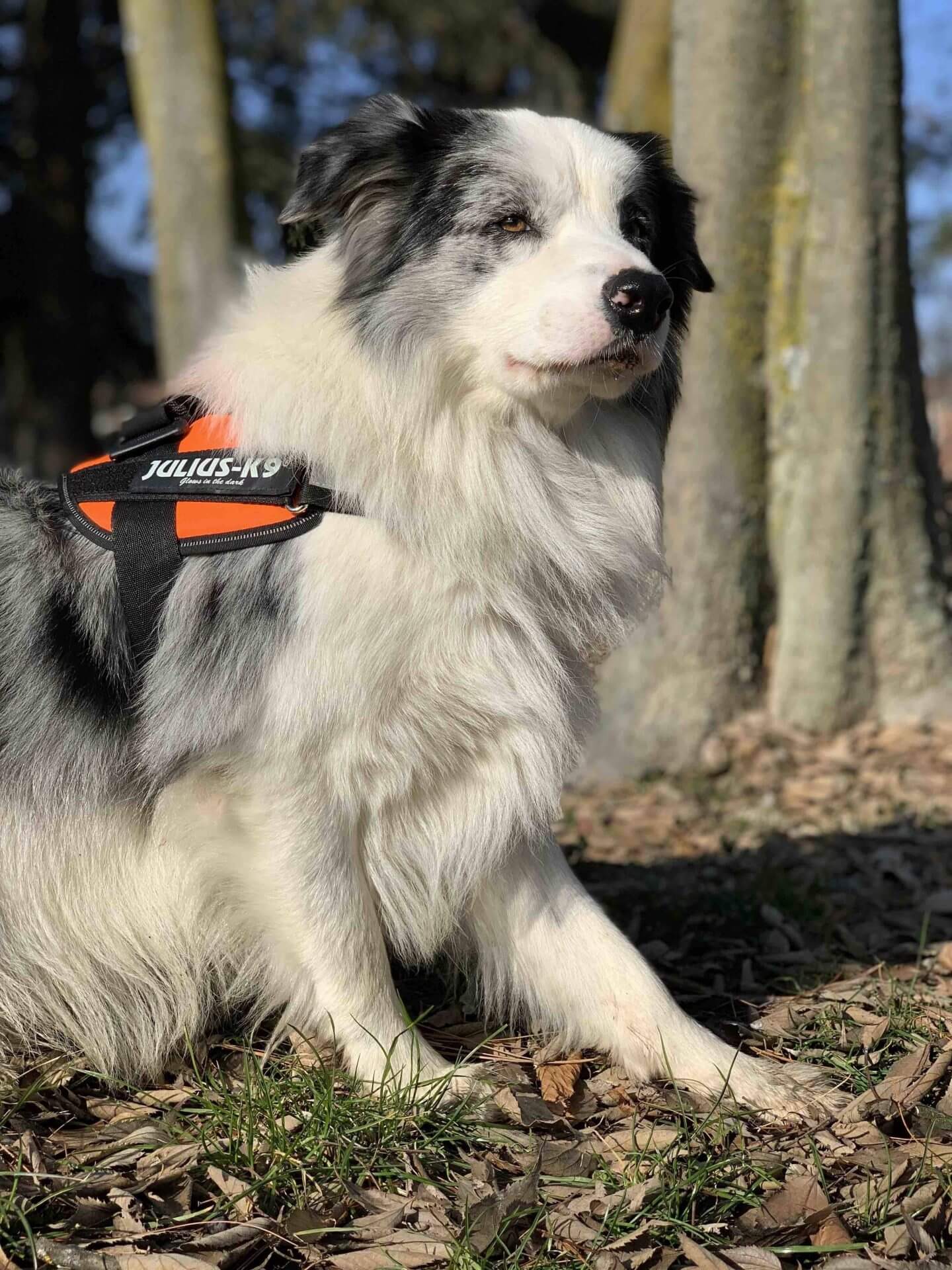 Julius K9 & The Best Dog Harness [REVIEW] 1