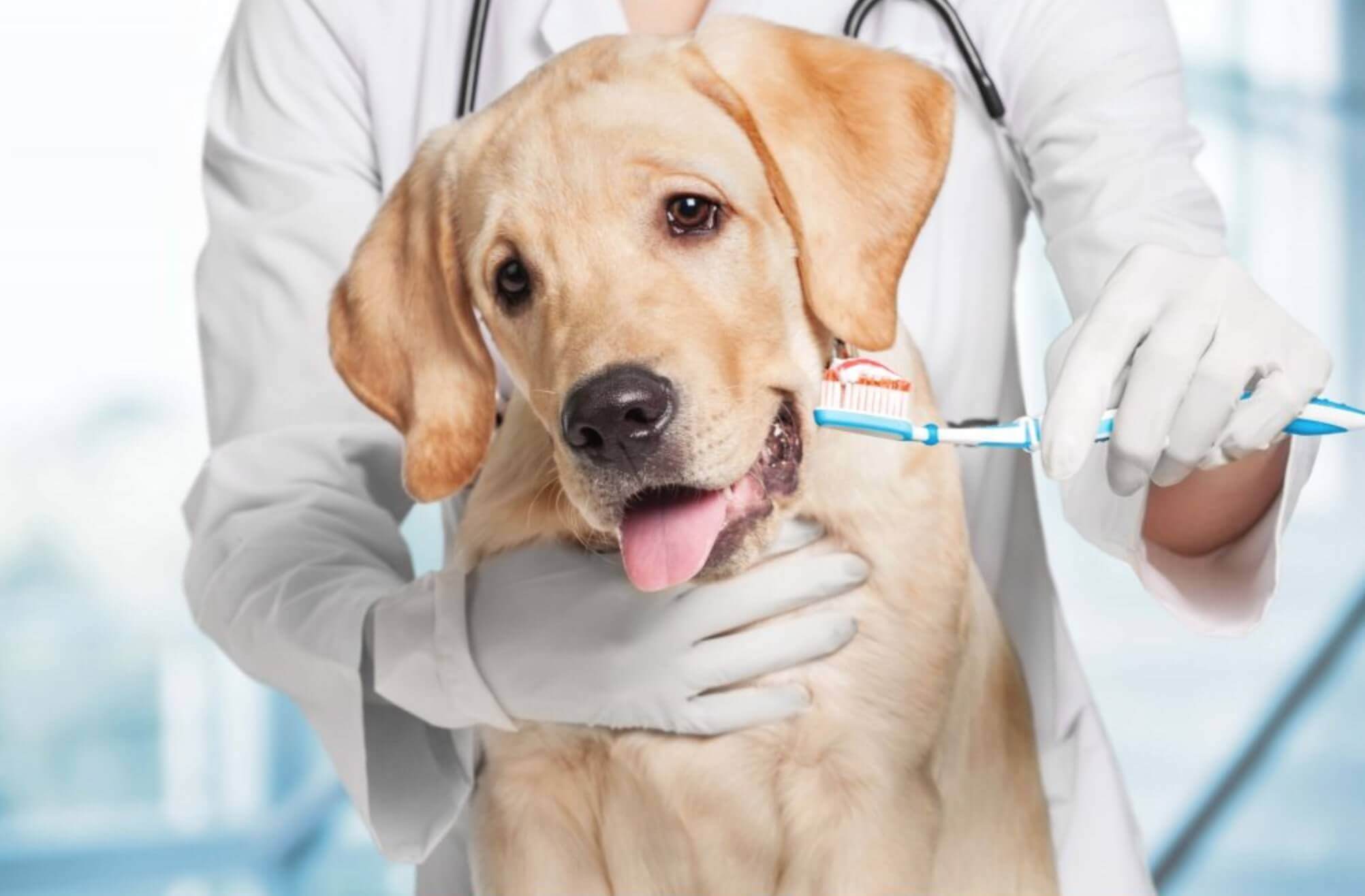 labrador dog veterinary
