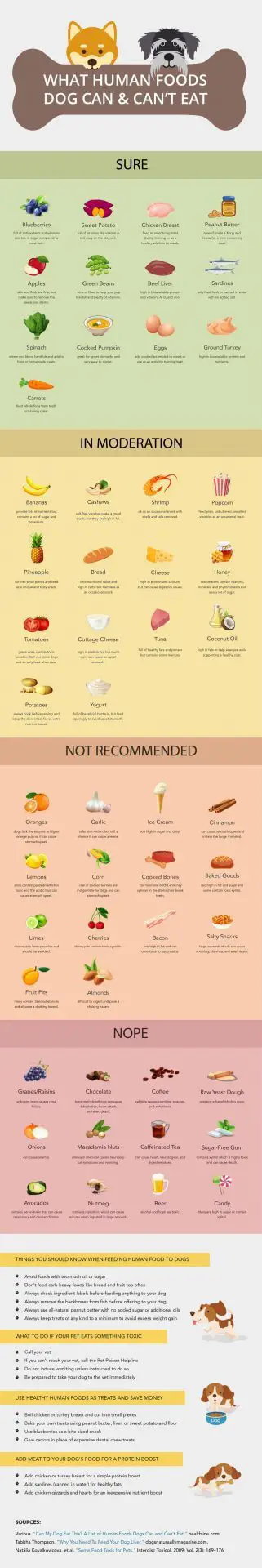 Homemade Dog Food [Healthy Dog’s Guide 2020] 1