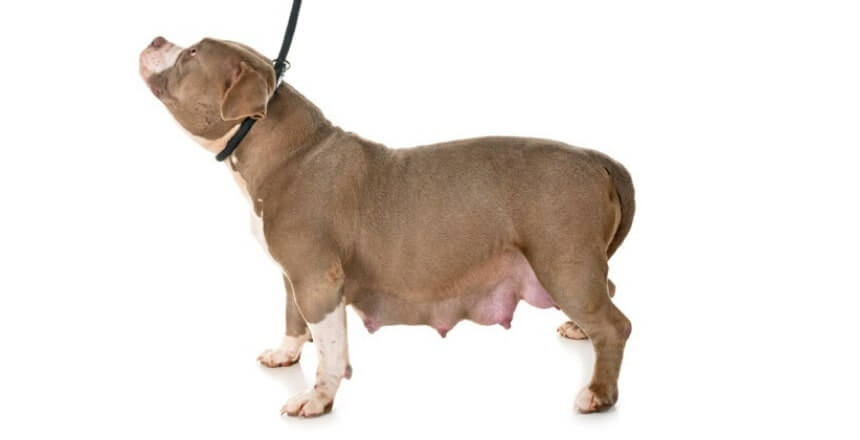 Gravidanza isterica del cane - falsa gravidanza del cane - pseudociesi del cane (2)