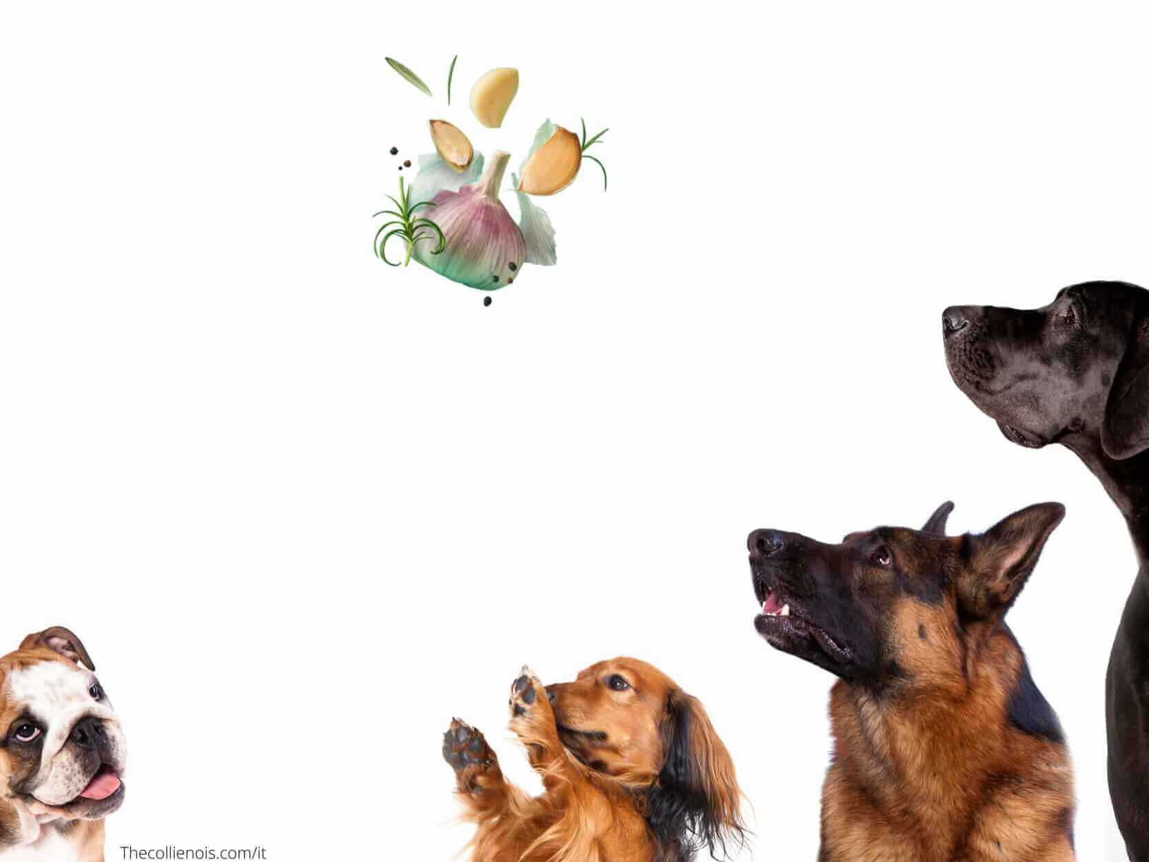 Si può dare l'aglio ai cani - l'aglio è tossico per la salute del cane - i cani possono mangiare l'aglio 2