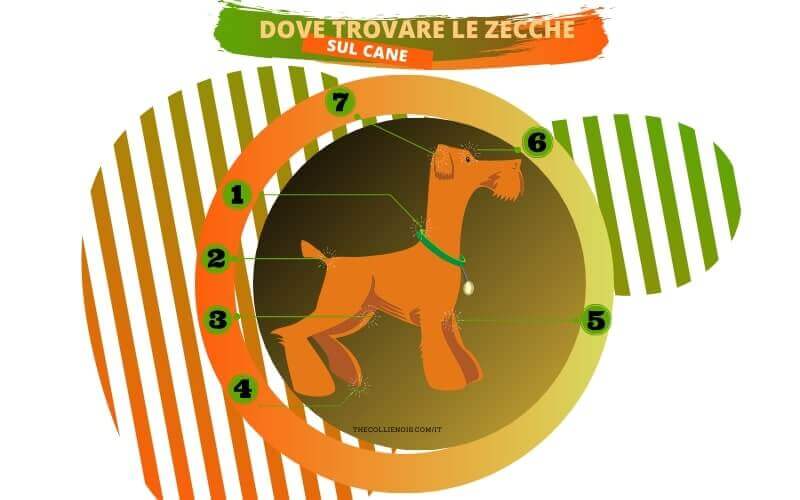 La Zecca Del Cane | Come Proteggere il Cane dalle Zecche 1