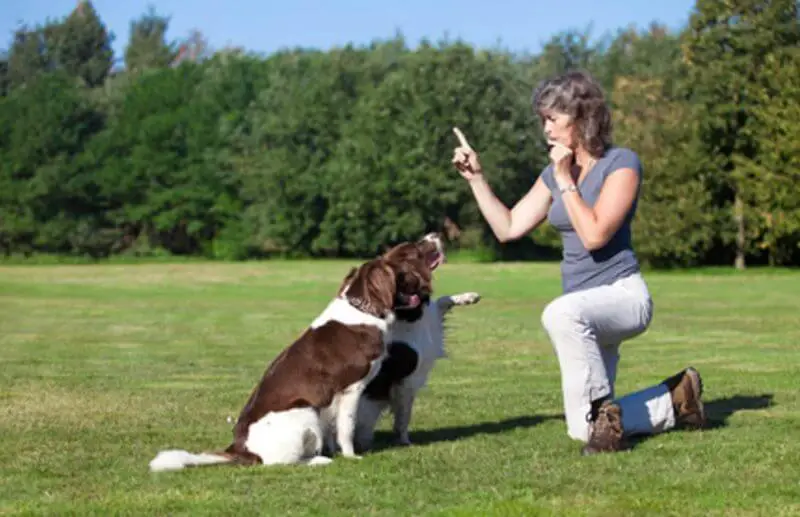 sessione di addestramento del cane con Fischietto ad Ultrasuoni Per Cani