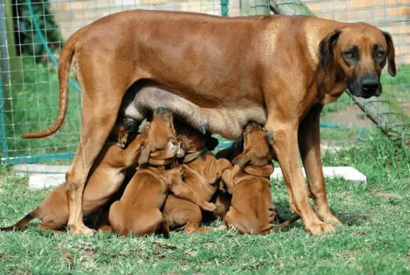 Gravidanza del cane - gestazione del cane - cane incinta - 2
