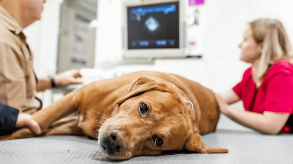 Gravidanza del cane - gestazione del cane - cane incinta - 6