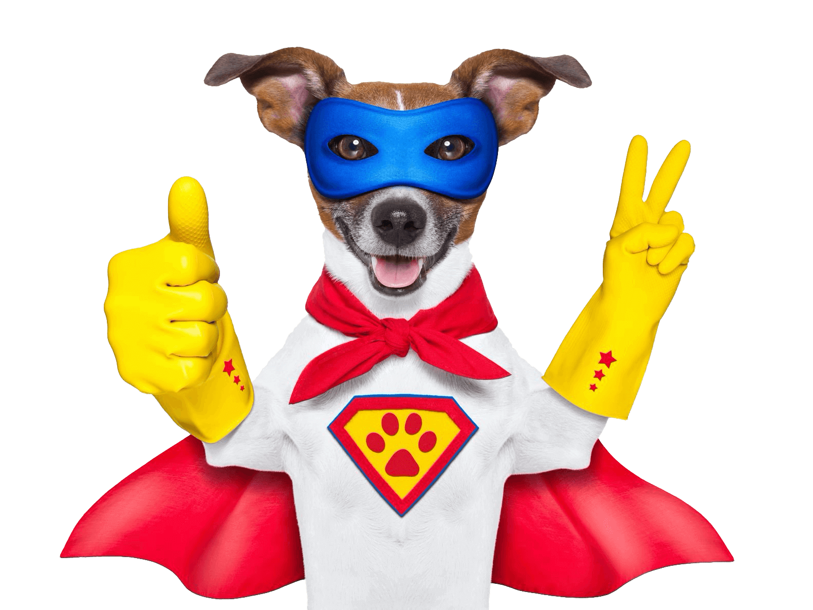 Jack Russell Terrier – Addestramento, Carattere, Cura, Salute & Prezzo 1