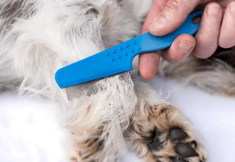 Come eliminare le pulci dal cane - come proteggere il cane dalle pulci (3)