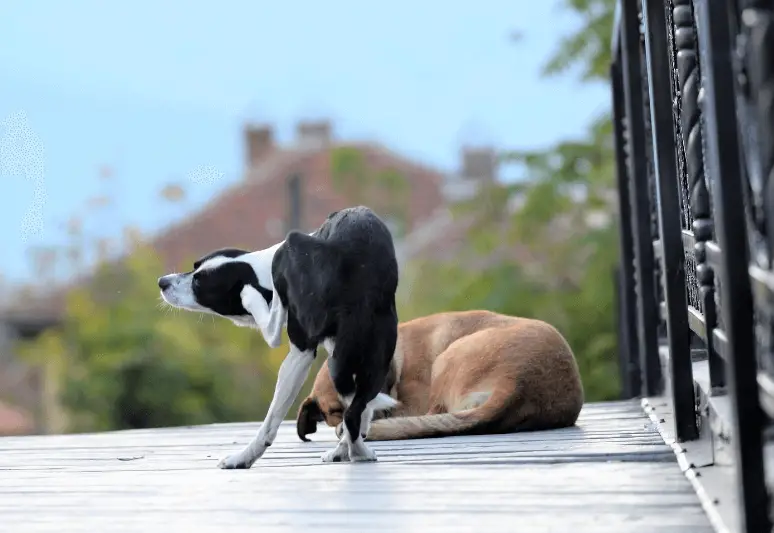 Come eliminare le pulci dal cane - come proteggere il cane dalle pulci (5)