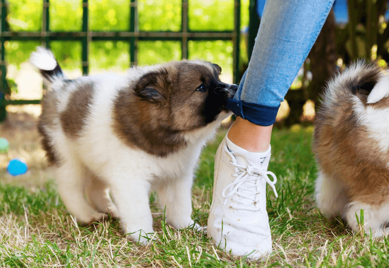 Come insegnare al cane non mordere - come insegnare al cucciolo a non mordere più mani, piedi, pantaloni, scarpe e oggetti personali (1)
