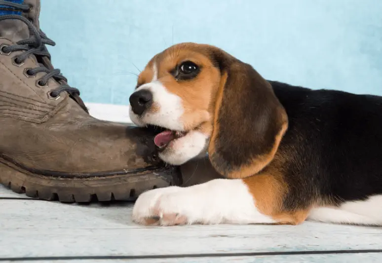 Come insegnare al cane non mordere - come insegnare al cucciolo a non mordere più mani, piedi, pantaloni, scarpe e oggetti personali (2)