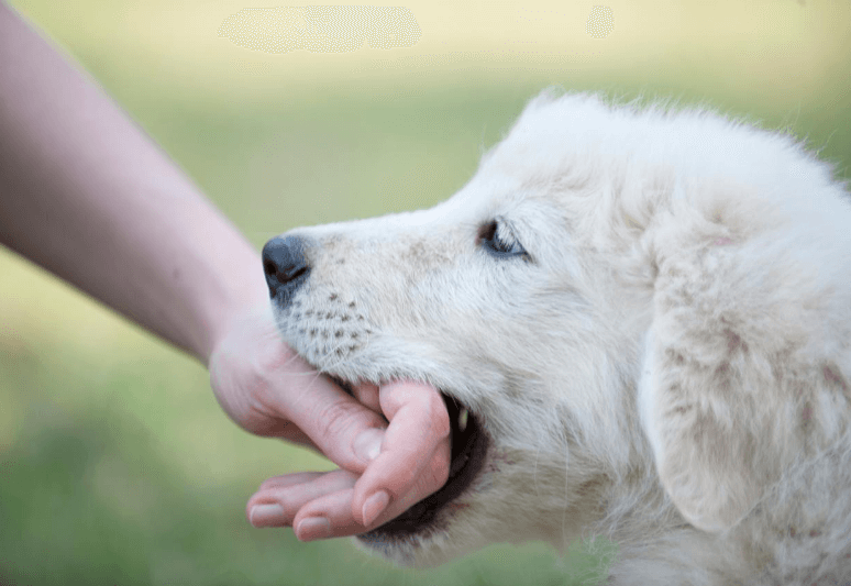 Come insegnare al cane non mordere - come insegnare al cucciolo a non mordere più mani, piedi, pantaloni, scarpe e oggetti personali (3)