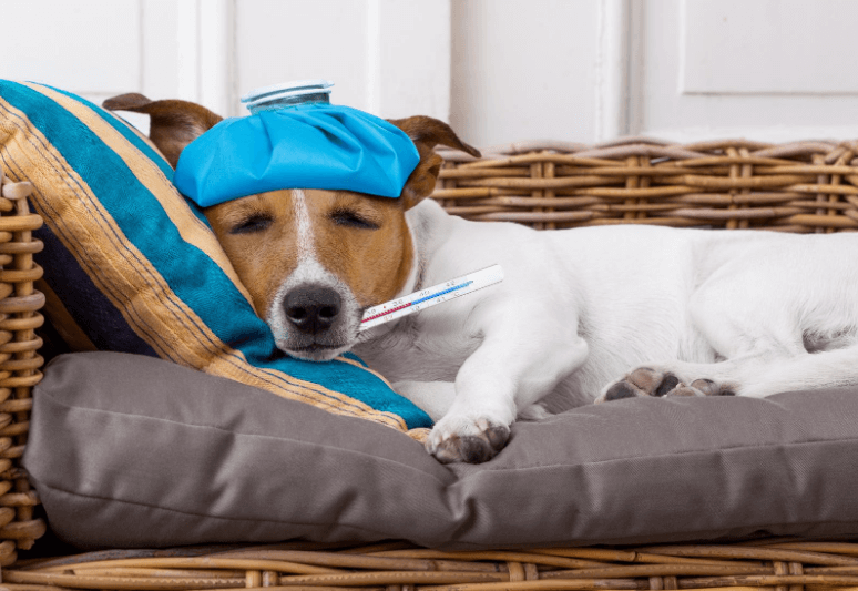 come misurare la febbre al cane - come capire se il cane ha la febbre - febbre cane (1)