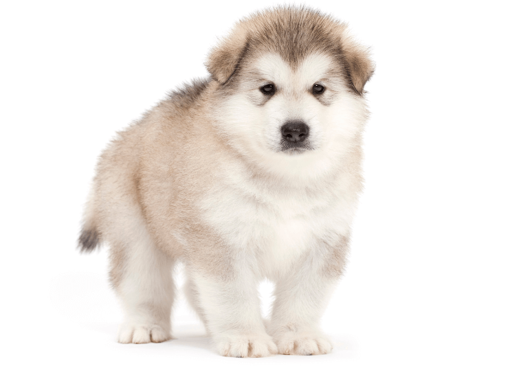 Alaskan Malamute - 10 migliori razze di cani per bambini - quali cani sono adatti ai bambini - cani per famiglia con bimbi (10)