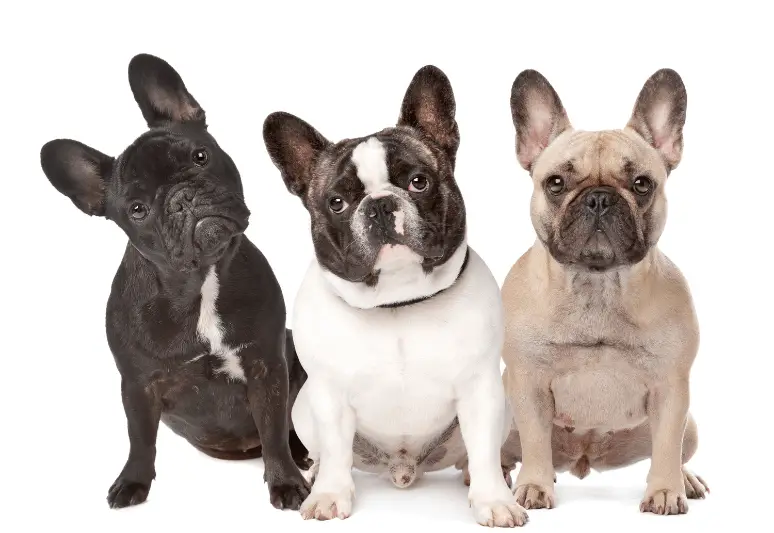 Bulldog francese - 10 migliori razze di cani per bambini - quali cani sono adatti ai bambini - cani per famiglia con bimbi (1)