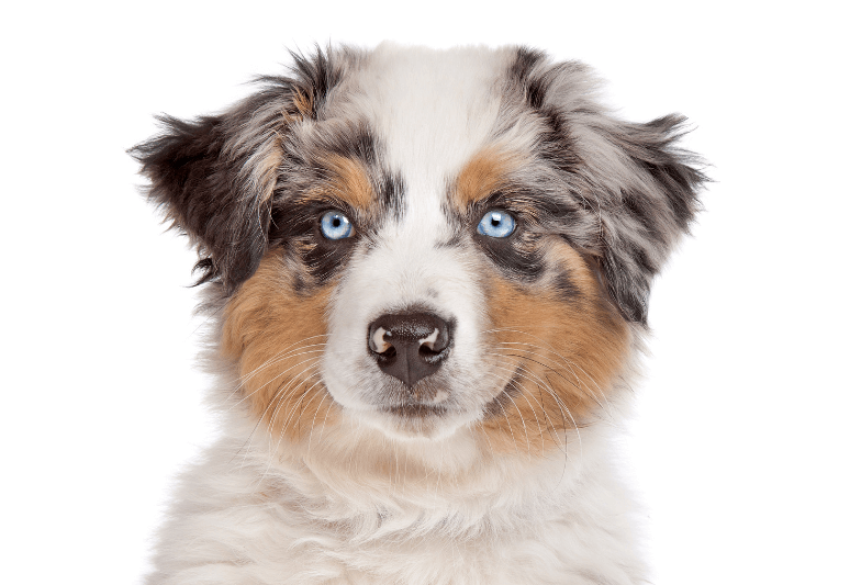 Pastore australiano - 10 migliori razze di cani per bambini - quali cani sono adatti ai bambini - cani per famiglia con bimbi (6)