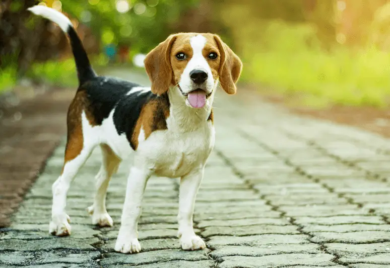 Beagle - le migliori razze di cani da tartufo - il miglior cane per cercare tartufi - come addestrare un cane a cercare il tartufo