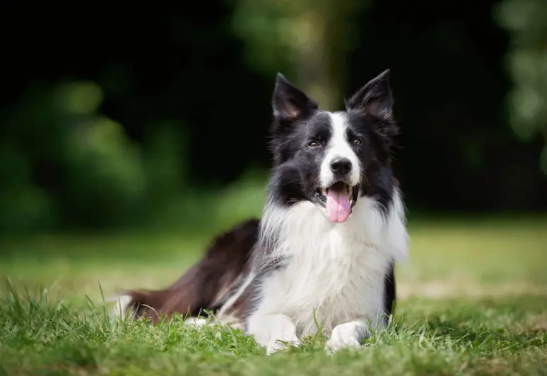 Border collie - le migliori razze di cani da tartufo - il miglior cane per cercare tartufi - come addestrare un cane a cercare il tartufo
