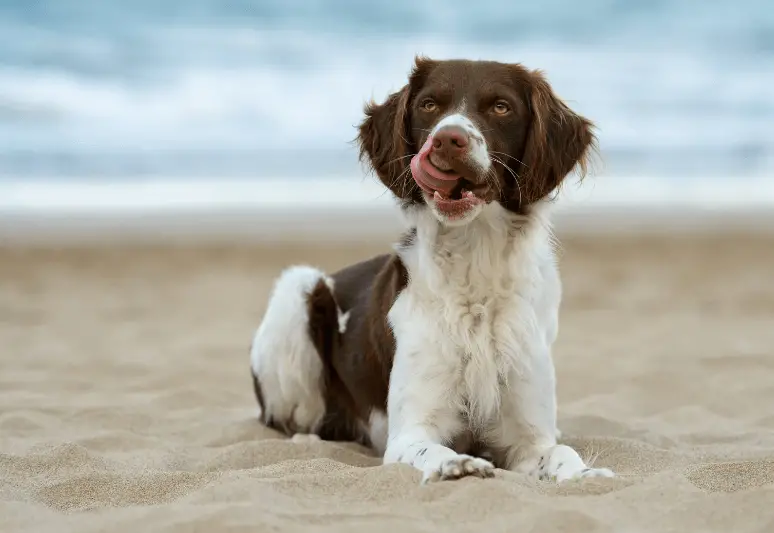 Breton - le migliori razze di cani da tartufo - il miglior cane per cercare tartufi - come addestrare un cane a cercare il tartufo