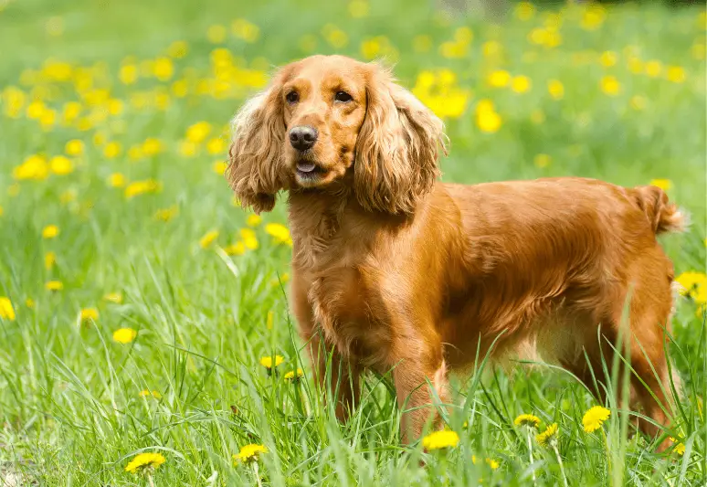 Coker Spaniel Inglese - le migliori razze di cani da tartufo - il miglior cane per cercare tartufi - come addestrare un cane a cercare il tartufo