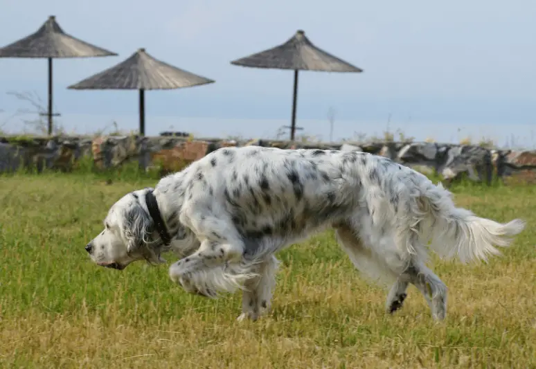 Setter Inglese - le migliori razze di cani da tartufo - il miglior cane per cercare tartufi - come addestrare un cane a cercare il tartufo