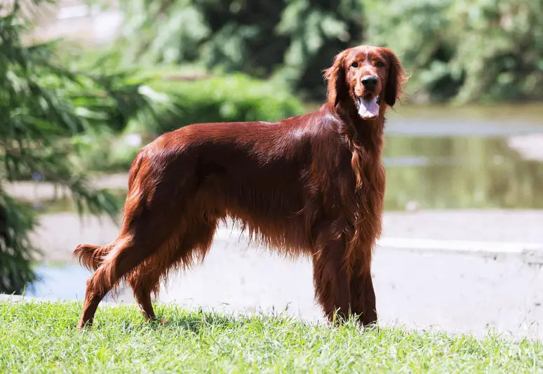 Setter irlandese - le migliori razze di cani da tartufo - il miglior cane per cercare tartufi - come addestrare un cane a cercare il tartufo