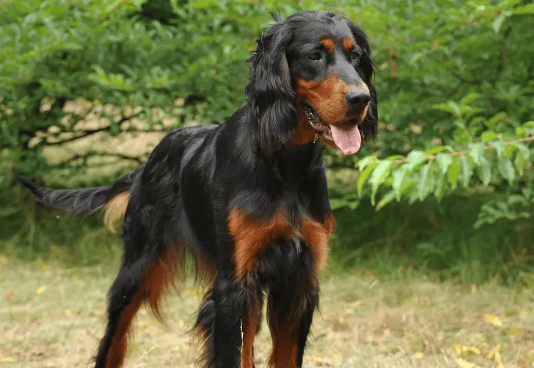 Setter scozzese - le migliori razze di cani da tartufo - il miglior cane per cercare tartufi - come addestrare un cane a cercare il tartufo