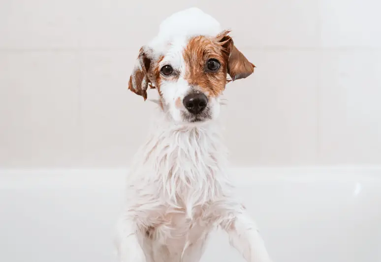 5 BEST DRY SHAMPOOS FOR DOGS - How to wash a dog with a dry shampoo (1)